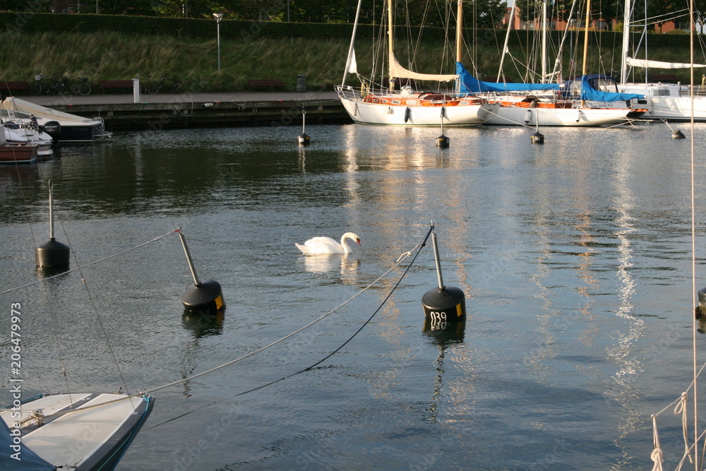 Obraz premium white swan in a marine harbor in the middle of yachts