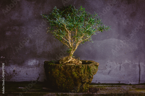 plant, tree, pot, isolated, green, leaf, bonsai, nature, white, flower, growth, small, garden, potted, herb, botany, fresh, branch, soil, gardening, grow, houseplant, growing, sprout, nobody