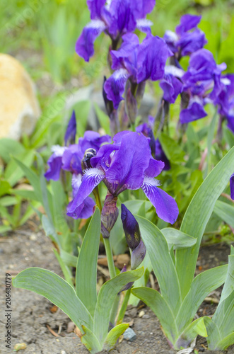 Fototapeta Naklejka Na Ścianę i Meble -  Purple irises