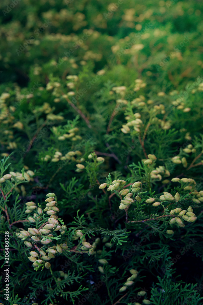 Shrub for hedges. The background. Shrub for hedges. The background.