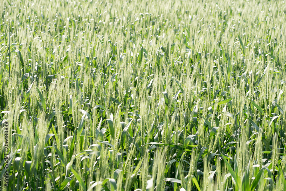 Obraz premium green wheat field and sunny day
