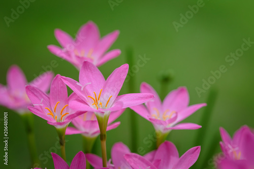 purple rain lily flower