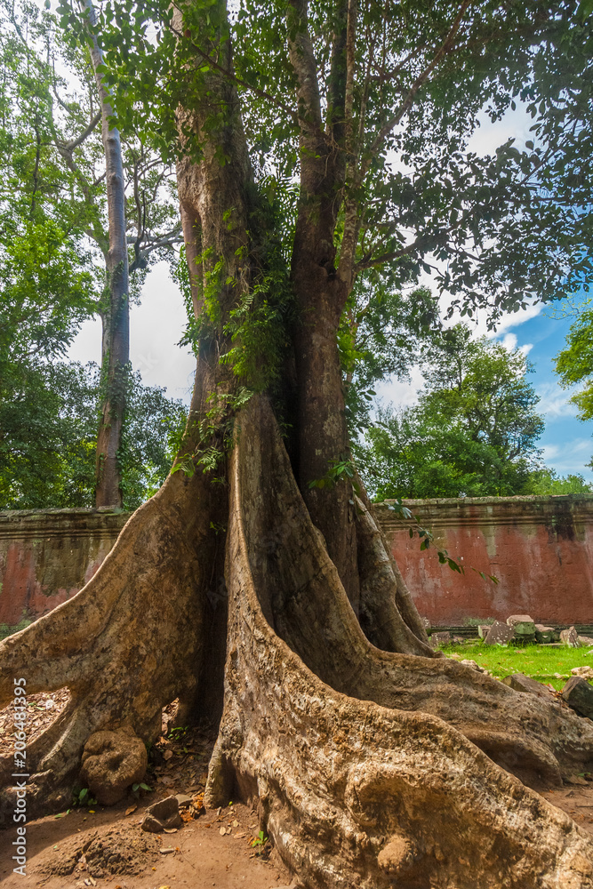 A big magnificent silk-cotton tree in the enclosure of the famous Ta Prohm (Rajavihara) temple in Angkor, Siem Reap, Cambodia.