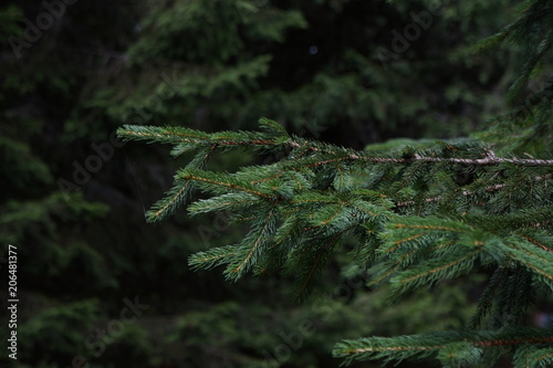 A spiderweb on a pine tree