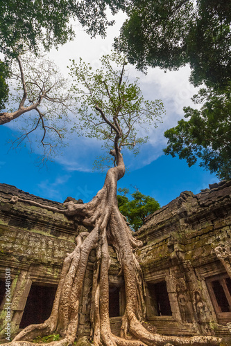 The famous spot of the Ta Prohm temple (Rajavihara) in Angkor, Siem Reap, Cambodia; where the gallery ruin is held in a stranglehold of this tall Tetrameles tree with its huge strong roots.