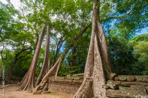 Several big silk-cotton trees (Ceiba pentandra) or thitpoks (Tetrameles nudiflora) grew over the reddish wall ruins of the famous Khmer temple Ta Prohm (Rajavihara) in Angkor, Siem Reap, Cambodia. photo