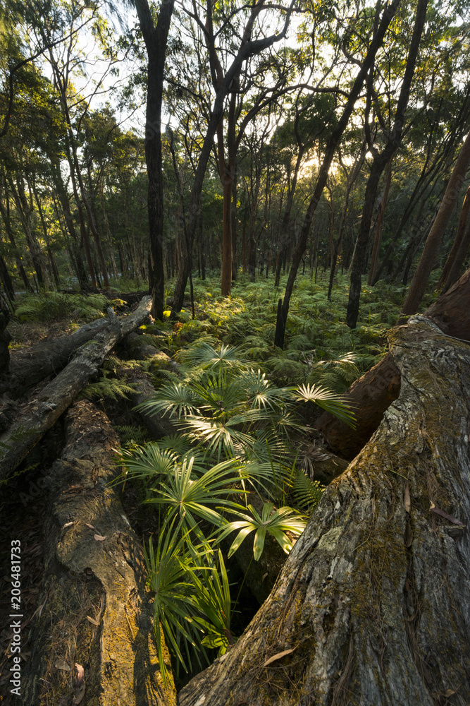 Obraz premium Fern forest in Sydney.