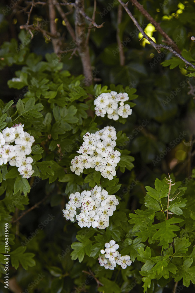 Hawthorn flowers Hawthorn flowers