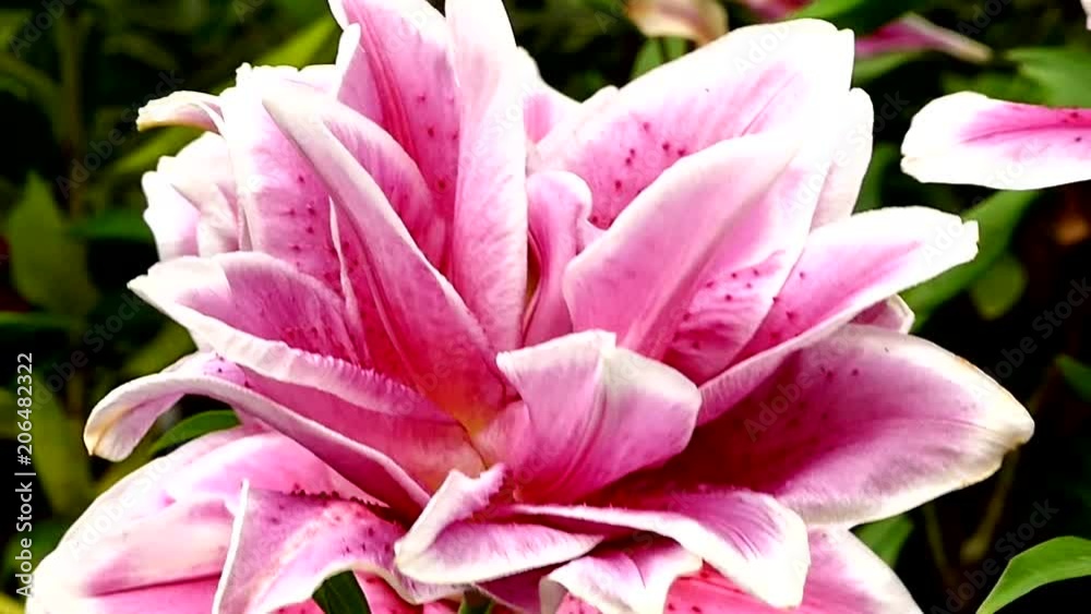 Beautiful lily flower in garden Beautiful lily flower in garden