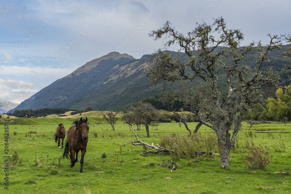 horses in Glenorchy, New Zealand