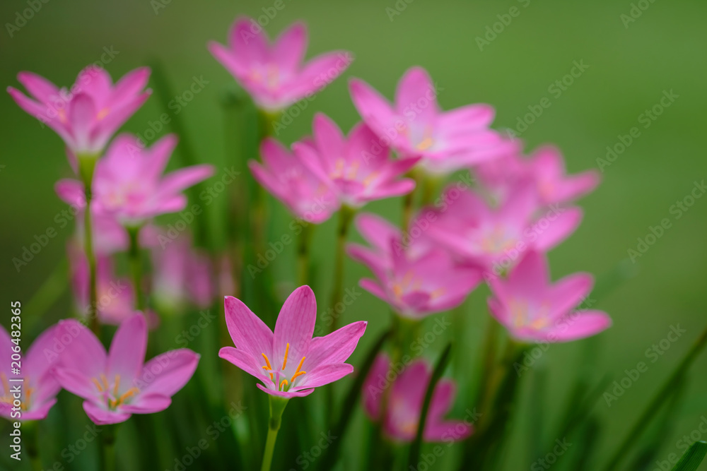 purple rain lily flower purple rain lily flower