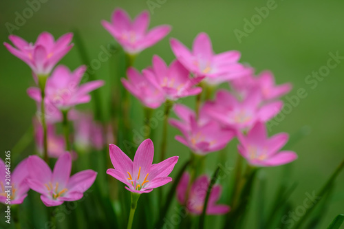 purple rain lily flower