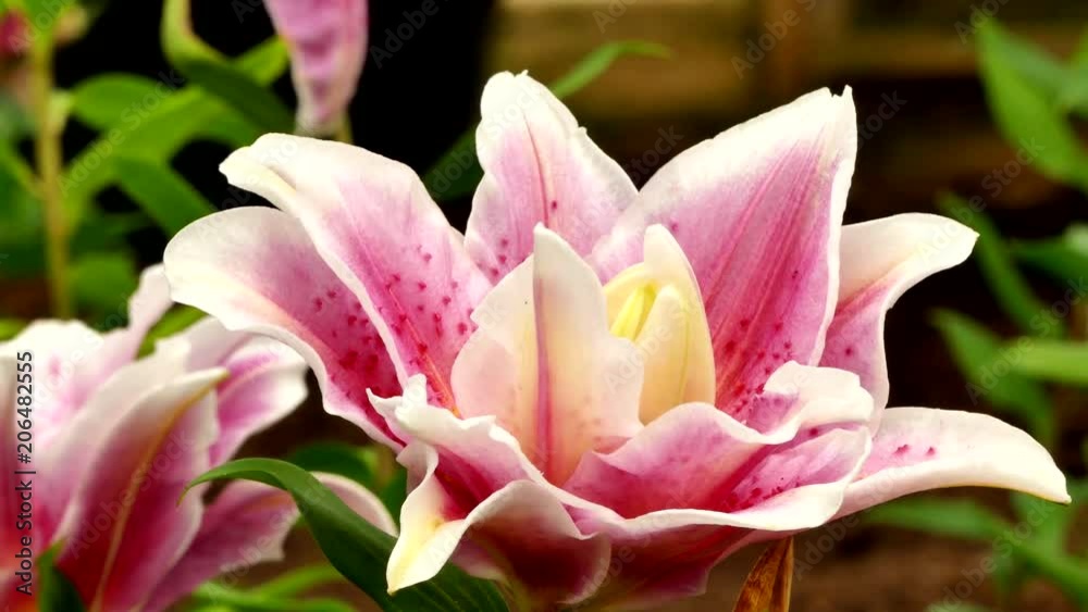 Beautiful lily flower in garden Beautiful lily flower in garden