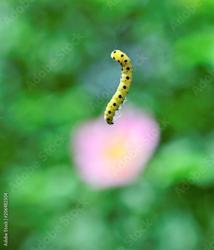 yellow caterpillar with black dots levitating