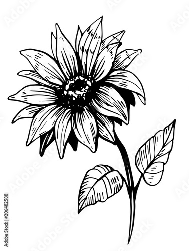 Sunflower sketch