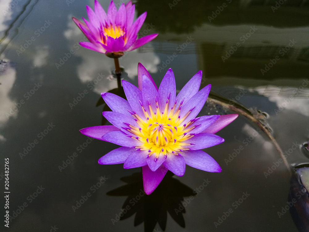 Lotus, purple, yellow pollen on the top angle. Lotus, purple, yellow pollen on the top angle.