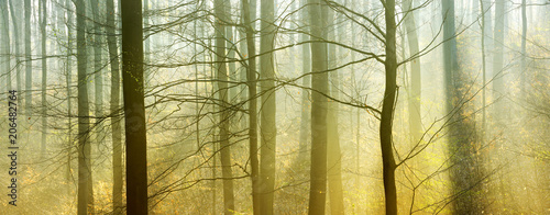 Dekoracja na wymiar  atmospheric-forest-of-beech-trees-with-sunlight-through-morning-fog