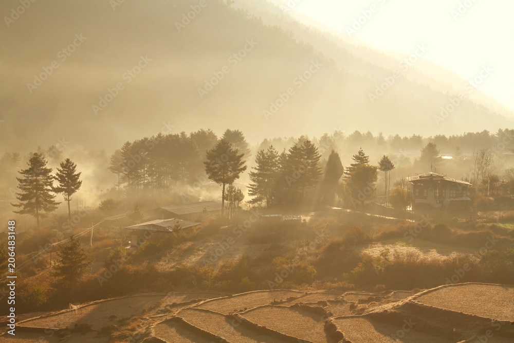 Post-harvest rice field during misty morning in small village at Paro, Bhutan