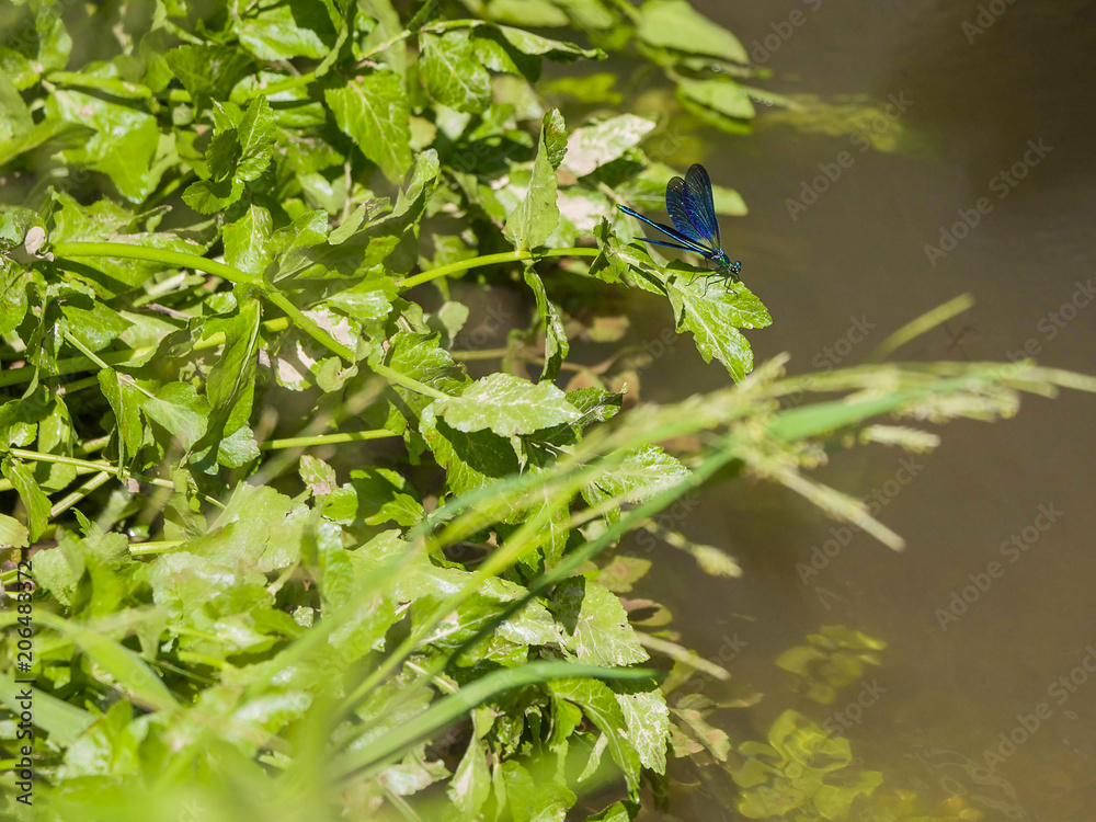 Libellule bleue et sa feuille