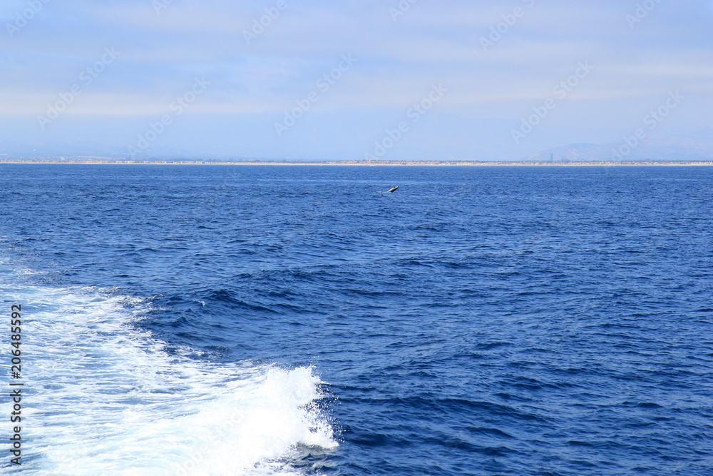 Playful dolphins swimming in open ocean waters near Ventura coast, Southern California Playful dolphins swimming in open ocean waters near Ventura coast, Southern California
