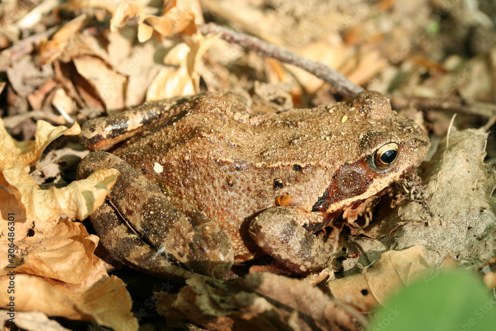 grenouille rousse grenouille rousse