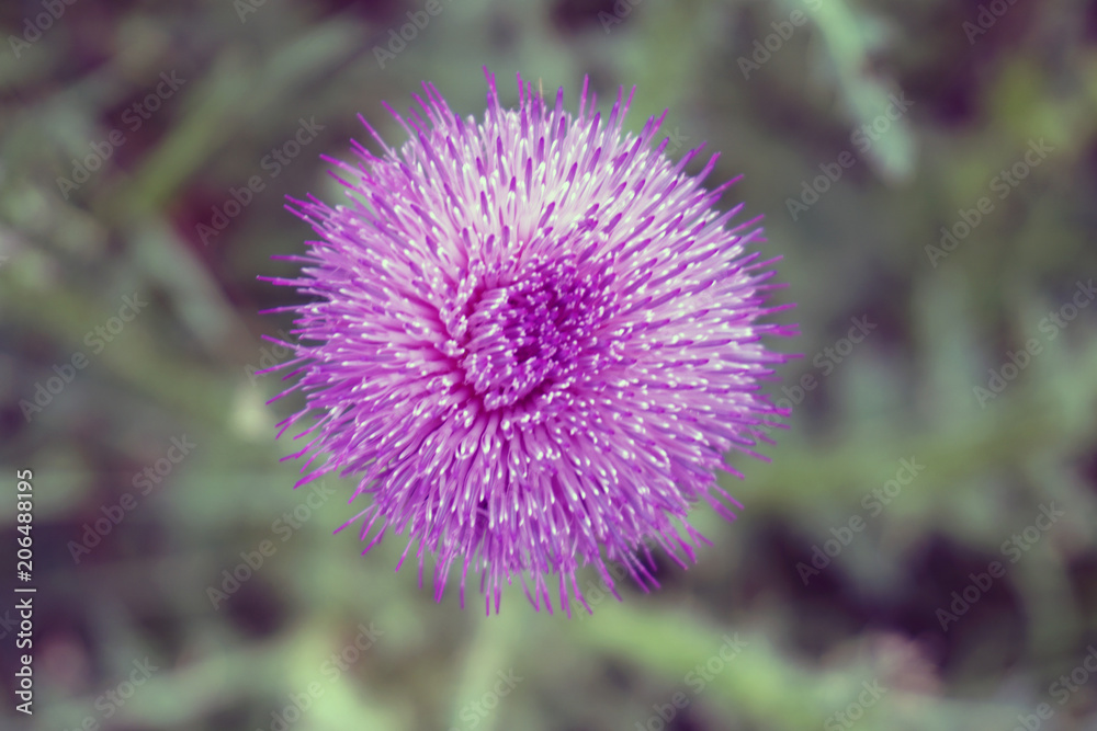 pink flower on a green background, top view pink flower on a green background, top view