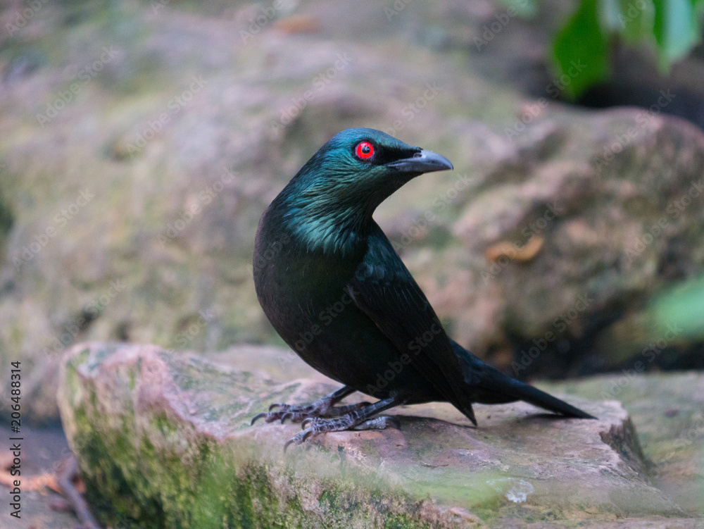 Obraz premium Oiseau