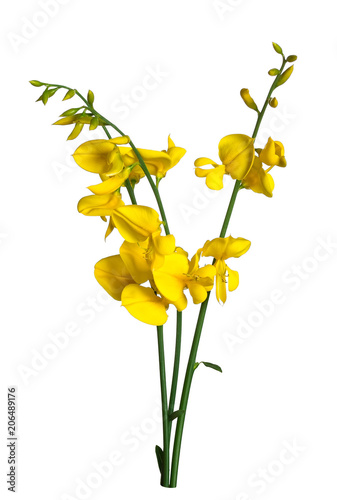 Broom flowers on white background. Selective focus photo