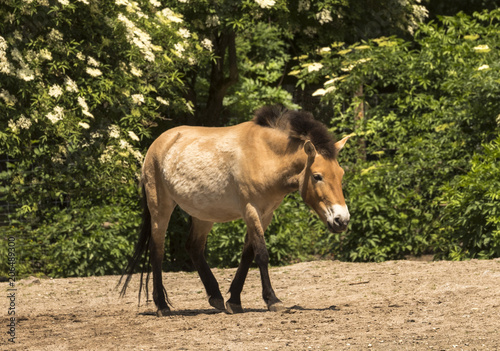 Przewalski‘s horse at the forest edge. Karlsruhe, Baden Wuerttemberg, Deutschland