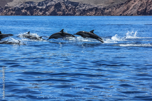 Dolphins jumping near the coast of a Isla Espiritu Santo in Baja California.