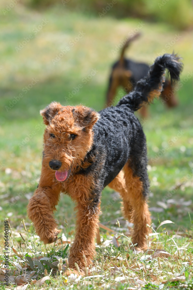 Airedale Terrier dog - puppy 16-18 weeks old. Airedale Terrier dog - puppy 16-18 weeks old.