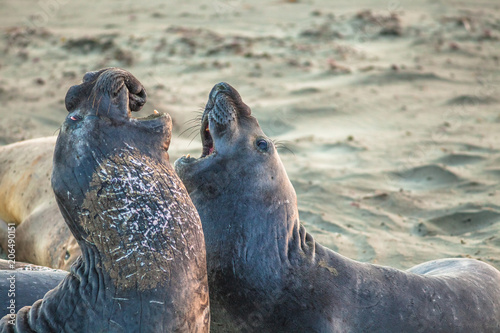 Two male Californian elephant seal, Cystophora proboscidea, fighting at Big Sur in Point Piedras Blancas, San Simeon, California, United States. photo