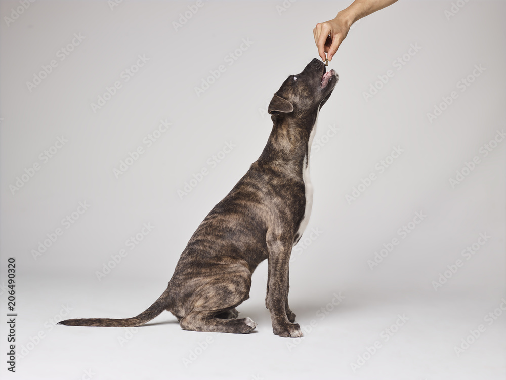 Obraz premium Happy Dog