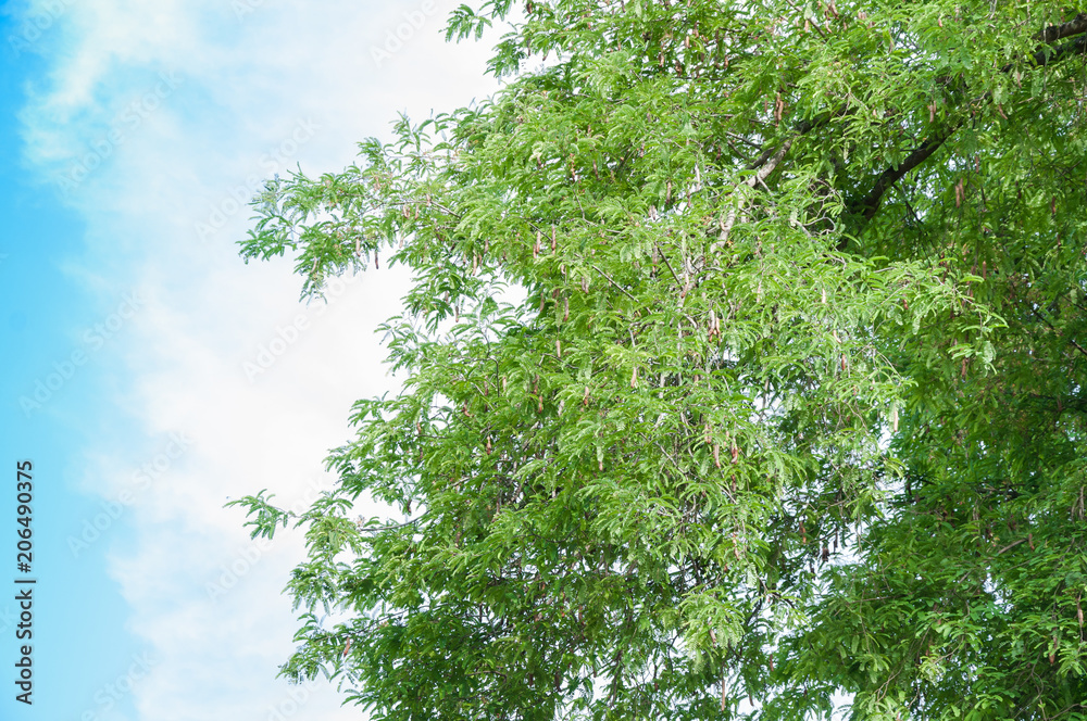 Fototapeta premium Tamarind tree Tamarind pod on blue sky background