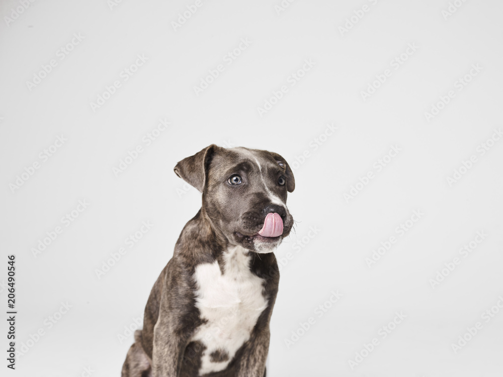 Happy Dog Portrait