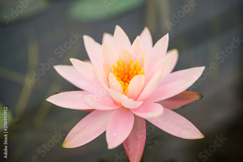 Pink lotus in the pool