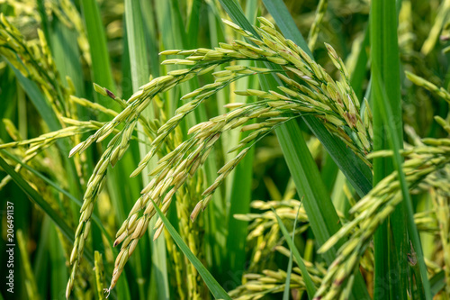 ear of rice for agriculture background