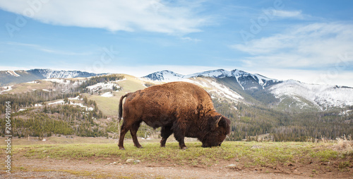 Bison, American Buffalo in Yellowstone with a mountain background