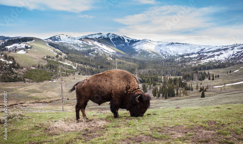 Close up of a bison, american buffalo with a beautiful mountain background in Yellowstone National Park