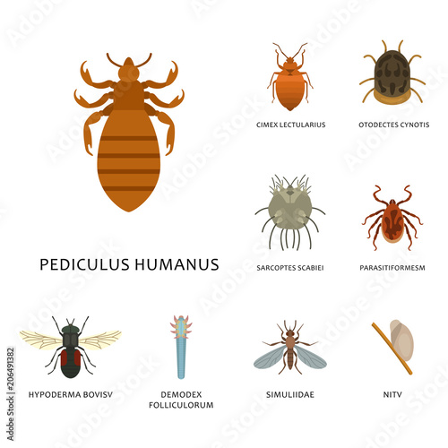 Human skin parasites vector housing pests insects disease parasitic bug macro animal bite dangerous infection medicine pest illustration.