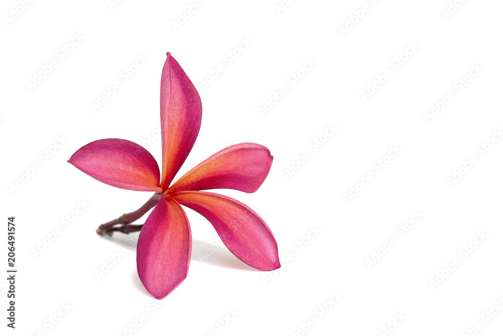 Frangipani flower isolated on white background,clipping path.