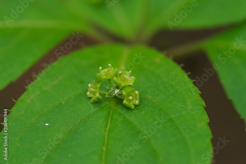 Helwingia japonica (Hanaikada) 
