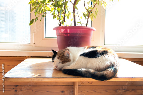 Close up three color cat lying on balcony window photo