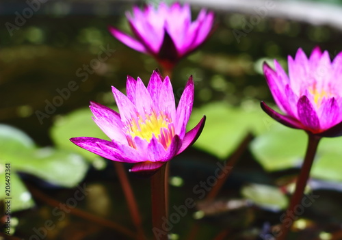 beautiful purple lotus or waterlily in background