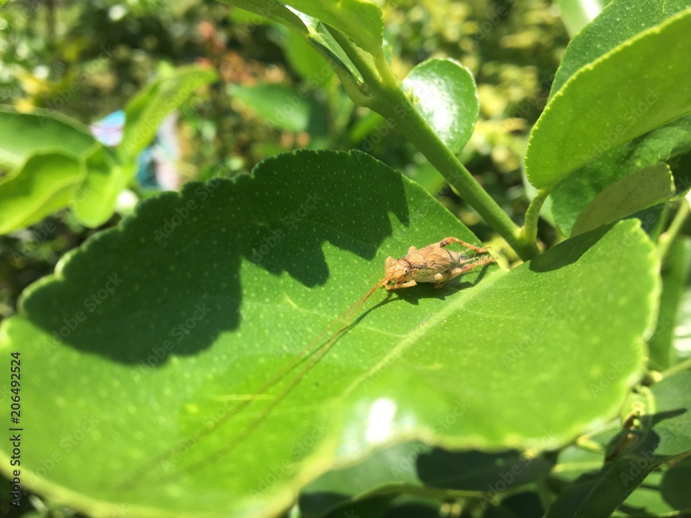 insect insect