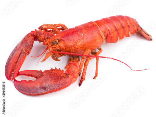 close up shot on lobster on white background, seafood menu for meal
