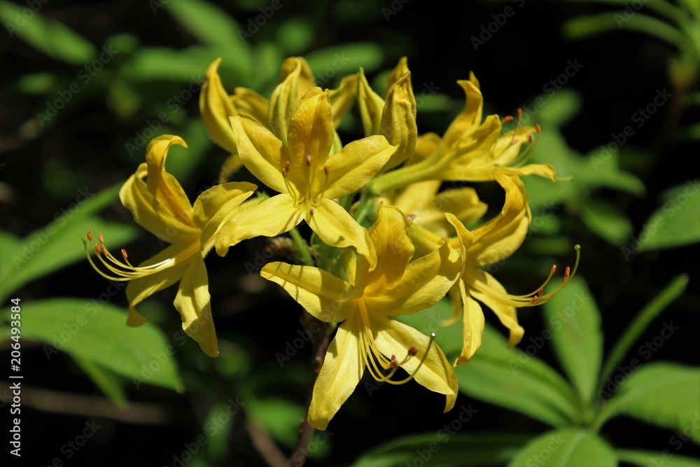Beautiful yellow azalea flowers in full bloom in the spring sunshine Beautiful yellow azalea flowers in full bloom in the spring sunshine