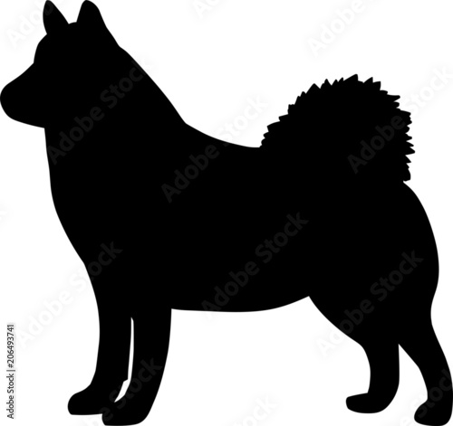 Siberian Husky Dog
