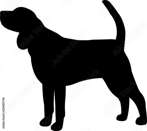 Beagle Dog
