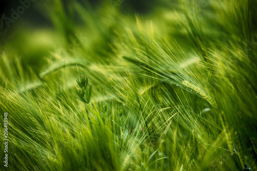 A close-up of some dark green ears in a wheat  field ripening before harvest in a sunny day.